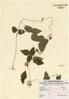 藏品(野毛扁豆)的圖片